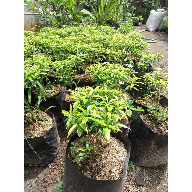 

bibit bunga rombusa/sabrina murah rimbun(beli 5 gratis 1)