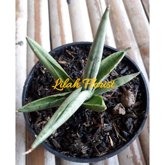 Sansivera mini boncel silver