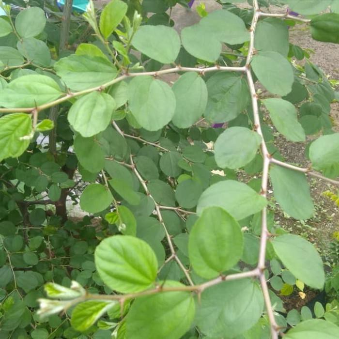 

Daun Bidara Kering Herbal Asli Alami 1/2 Kg