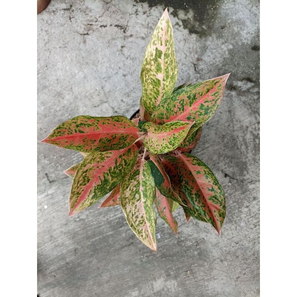 Aglonema Bigroy Mutasi