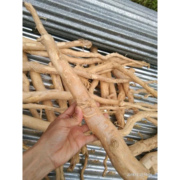 Bongkahan Akar Pasak Bumi Asli Kalimantan