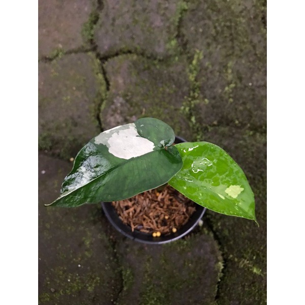 Syngonium Chiapense varigata