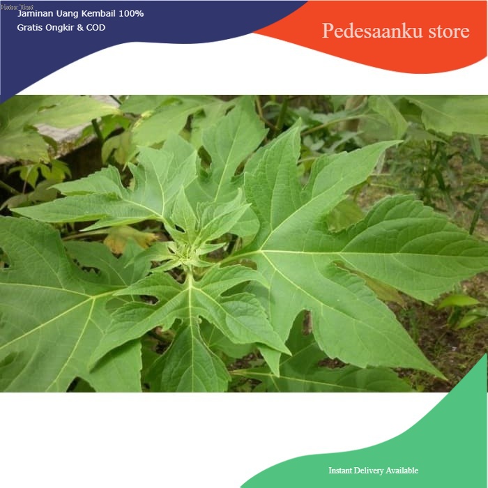 

[PROMO] Daun Insulin Segar 1 Kg Murah