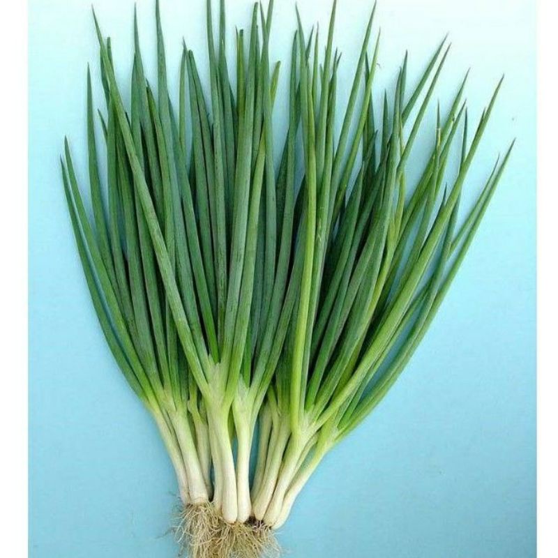 25 Biji - BENIH BIBIT BAWANG DAUN FRAGRANT DATARAN RENDAH BIBIT SAYUR SAYURAN Freda Daun Bawang