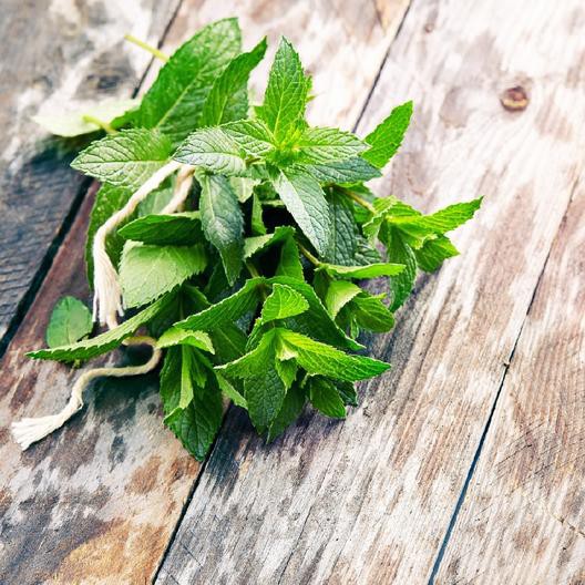 Biji Benih Bibit Tanmaan Herbal Daun Mint Spearmint Repack Haira Seed atau Home Garden Seed Biji Bibit Tanaman Sayur Sayuran Hidroponik dan Konvensional-4