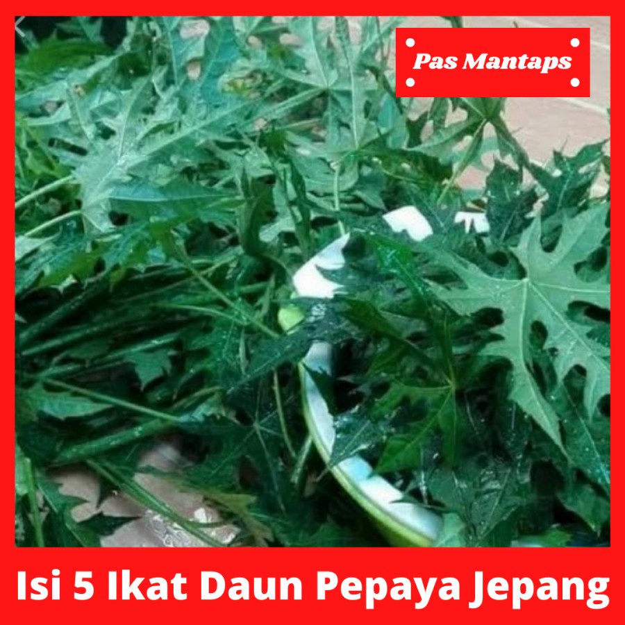 

Daun Pepaya Isi 5 Ikat Pasar Sayuran Segar Bekasi