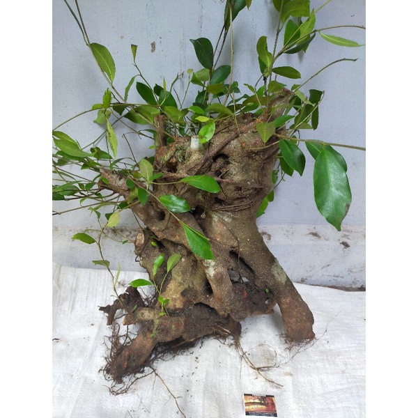 bahan bonsai Dongkelan iprik pucuk merah jumbo karakter bagus 10kg