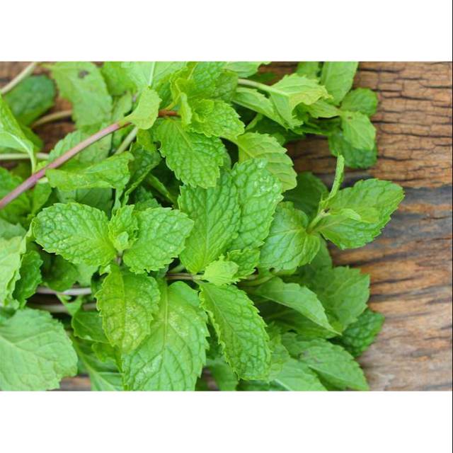 

Daun mint /500gr sayur antik fresh, murah dengan kualitas terjamin