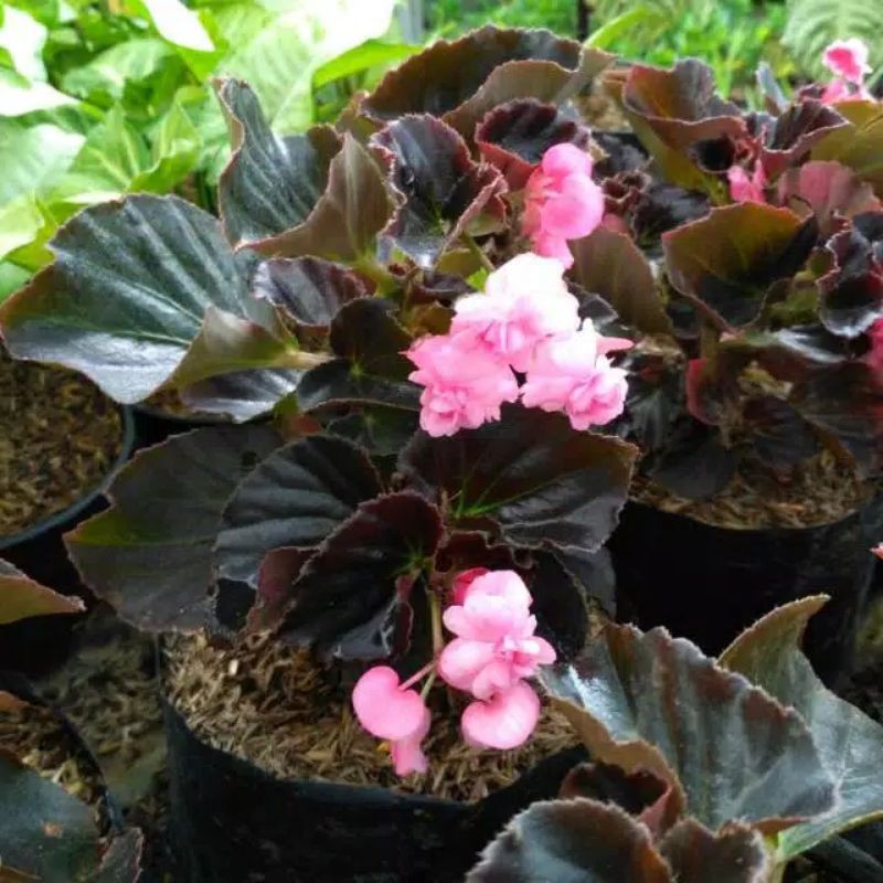 begonia bunga tumpuk