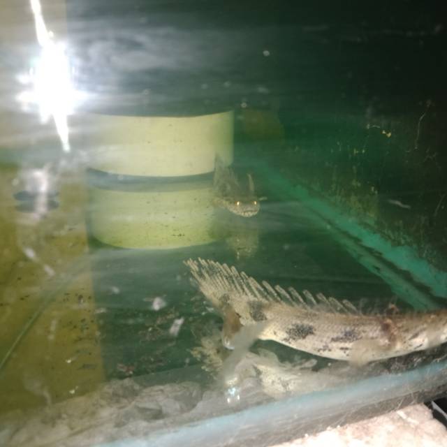 palmas endlyceri / Edhicery / edhlicery / endlicery /  ikan naga / palmas / ikan hias / ikan predato