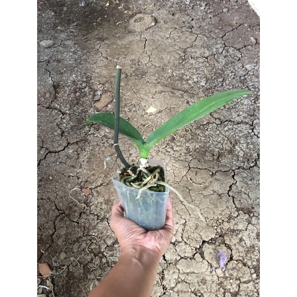 Anggrek bulan ex rental afkir