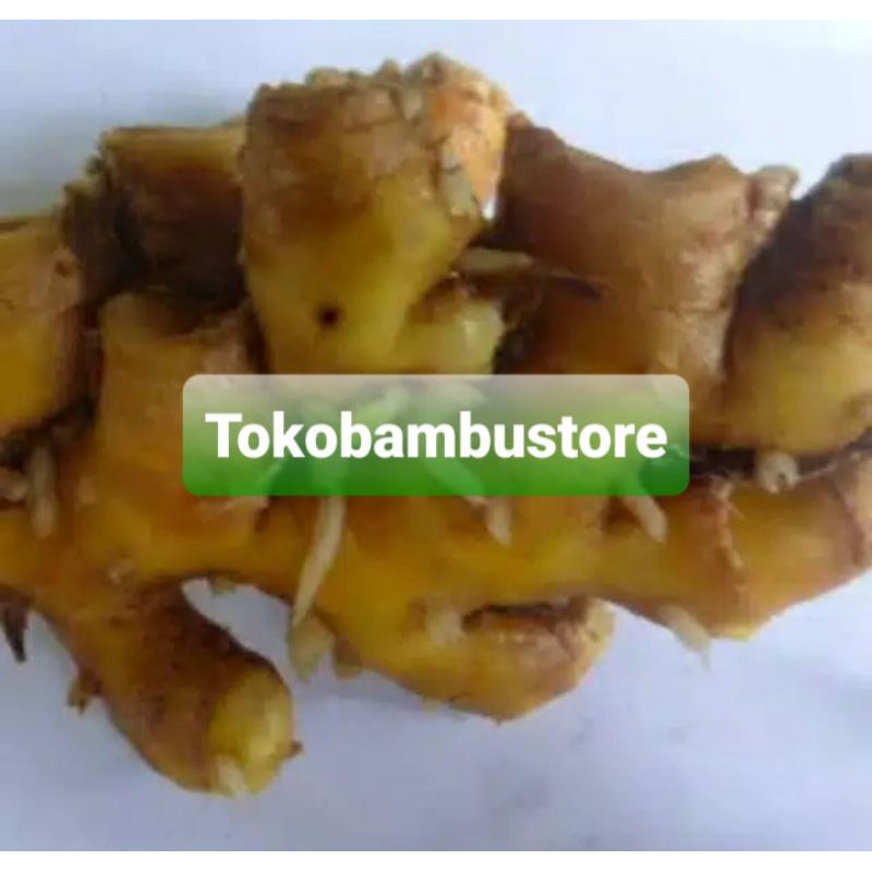 

Umbi panglai segar ready / rimpang panglai-az