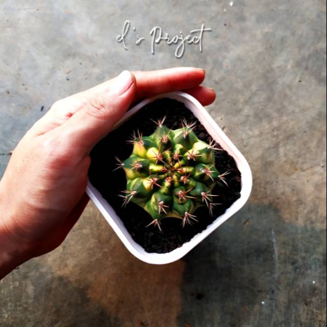 tanaman hias kaktus gymnocalycium ownroot marbel marble gymno variegata dari biji