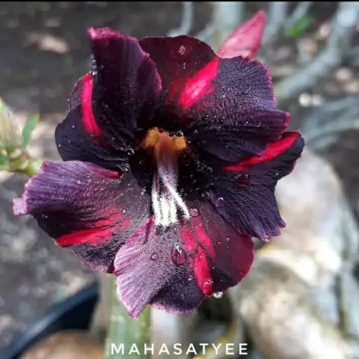 

promo Bibit bunga kamboja adenium mahastye santuy