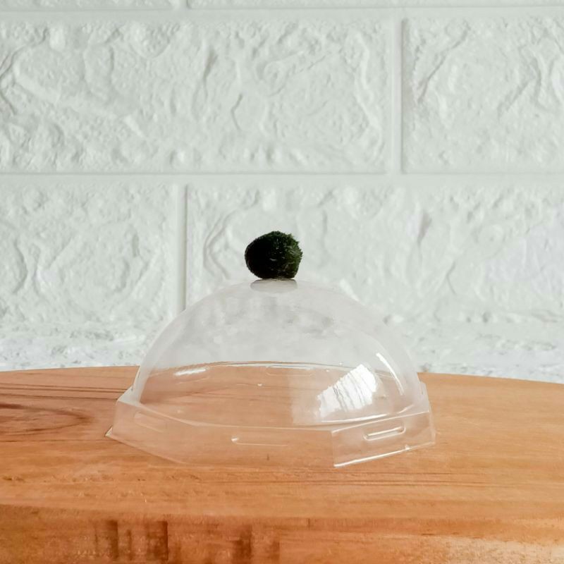 Bongkahan Marimo Moss Ball Alga Jepang Satuan Ukuran +- 1 cm (2-10pcs)