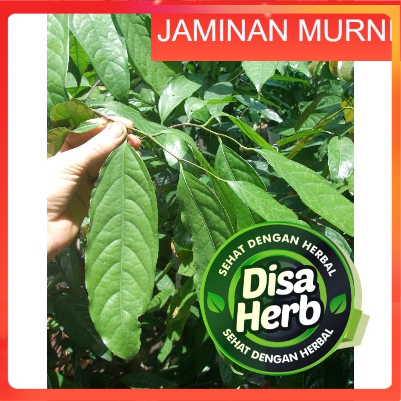 

DAUN KEPEL KERING 100 GRAM - Stelechocarpus Burahol - MURNI - JSR - REMPAH