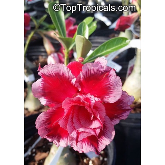 Tanaman hias Adenium kamboja bunga tumpuk merah / Kamboja adenium bunga