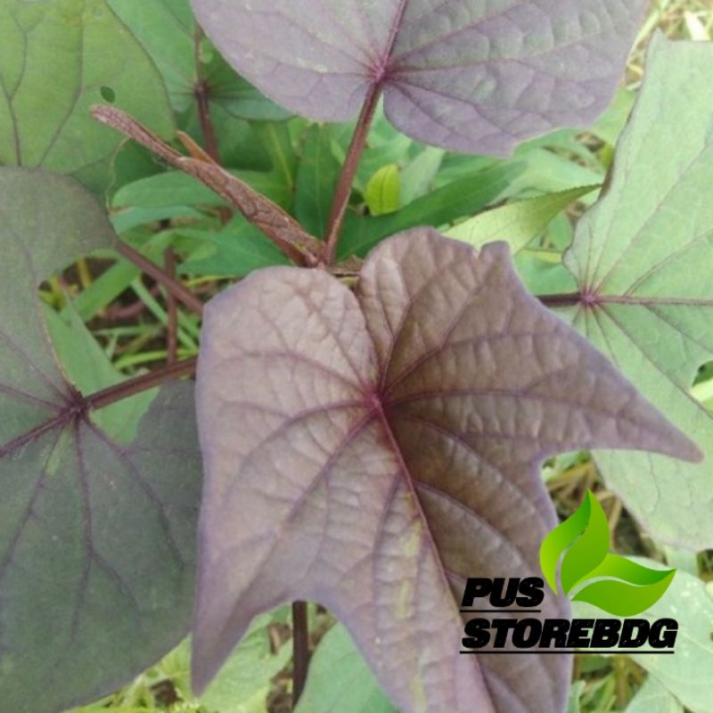 

Jual Daun Ubi Jalar/Ubi Ungu 250gr