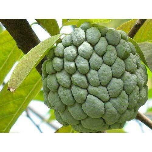 TERBAIK bibit buah srikaya jumbo madu VIRALL