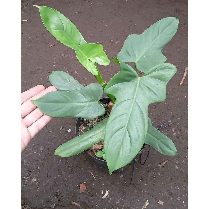 PHILODENDRON VIOLIN TANAMAN HIAS PHILODENDRON BIPENNIFOLIUM TANAMAN INDOOR