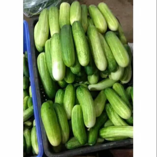 

Sayur timun