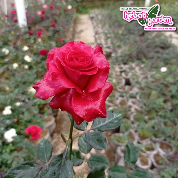 Tanaman Hias Bunga MAWAR Luna merah tanaman Outdoor - Hebat Store