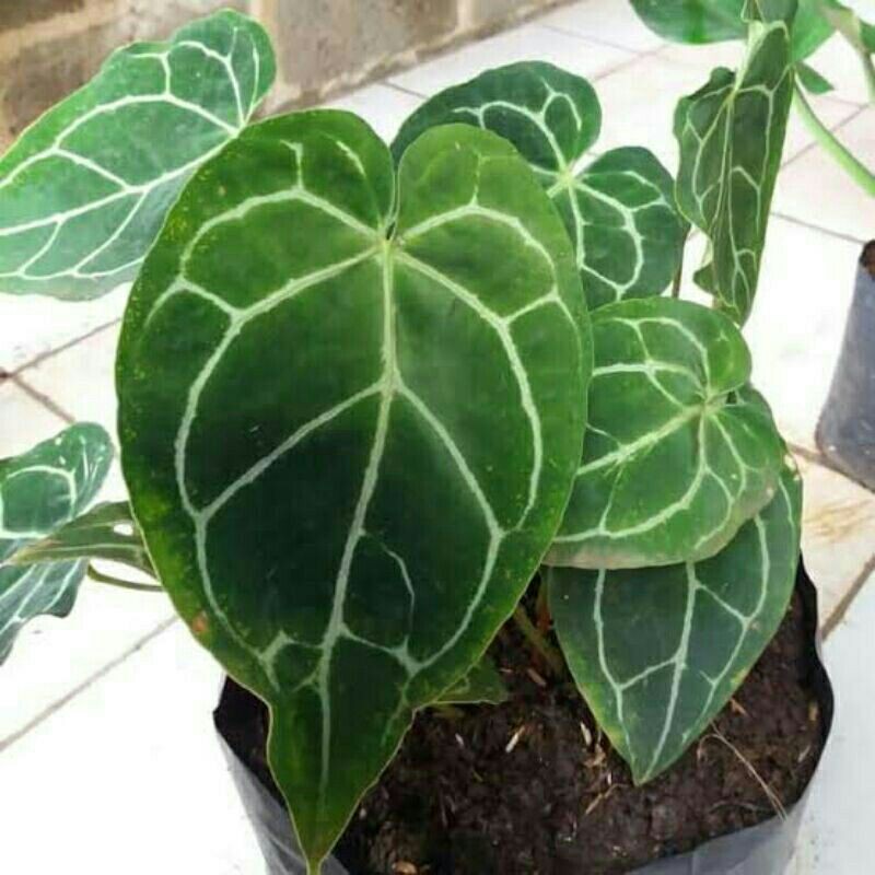 tanaman hias kuping gajah-kuping gajah-Kuping Gajah Sirver-Tanaman Hias Kuping Gajah Sirver-