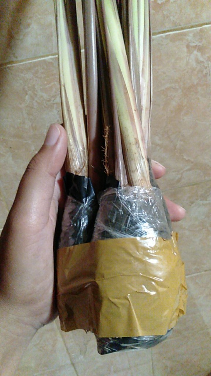 Pohon Sereh Wangi Sereh Merah