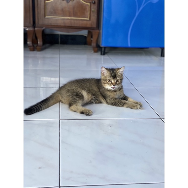 

golden shorthair lucu