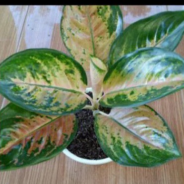 AGLONEMA SULTAN BRUNAI DEWASA