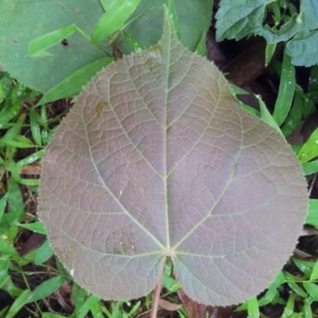 

Daun Waru Segar-Daun Waru Petik Order 500 Grm