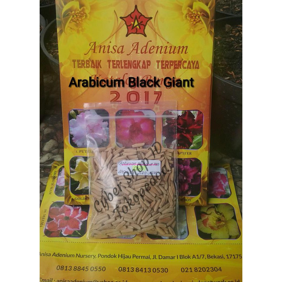Pusat Benih Tanaman. Seed / Biji / Benih Tanaman Hias Adenium Arabicum Black Giant Import Erni