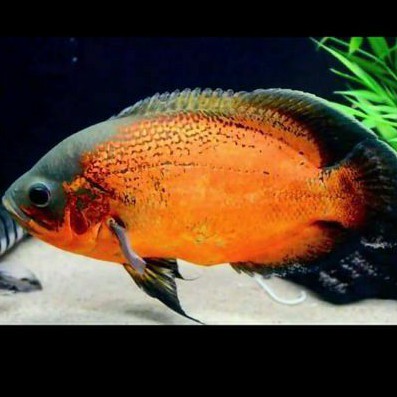 Oscar Paris Red Black