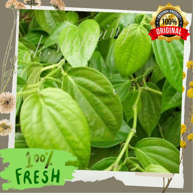 

Daun Sirih per Lembar