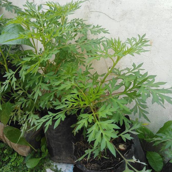 Favorit] Bibit Tanaman Daun Kenikir Bibit Kenikir Tanaman Kenikir Hidup Lalapan