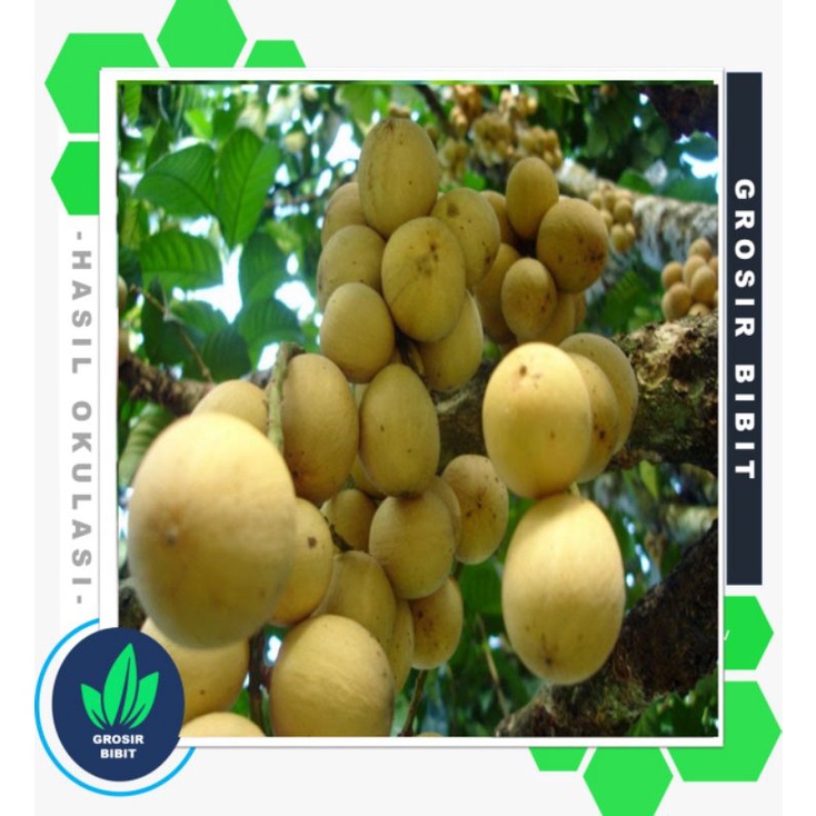 COD Bibit Tanaman Buah Duku Palembang Asli