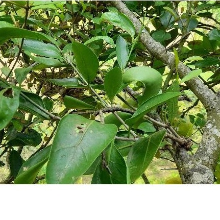 

Jual daun benalu Teh asli keadan segar jenis daun besar petik langsung dan sisa bisa dikeringkan per 1 kg