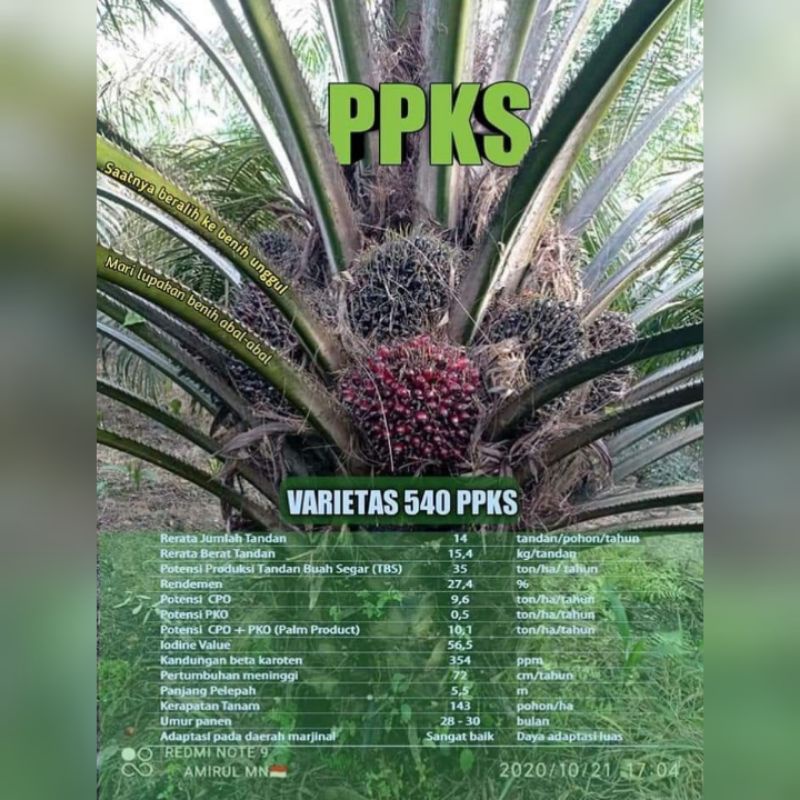 DxP PPKS 540