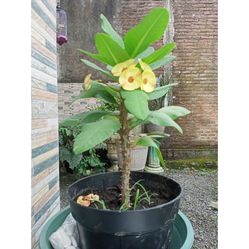 

Evorbia kuning bunga besar