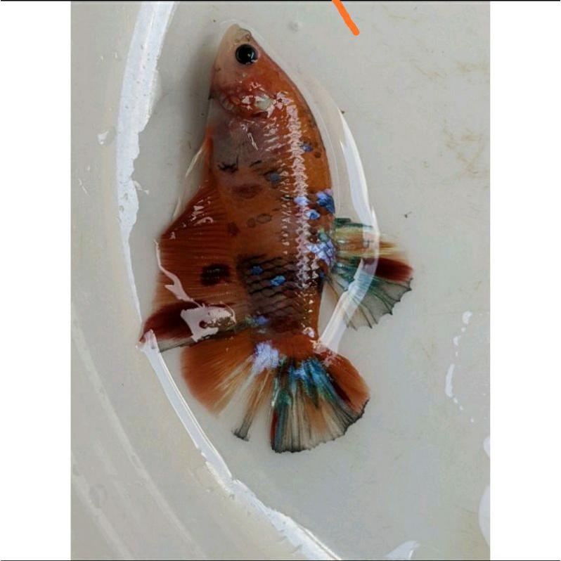 Cupang Nemo, ava, copper, koi, gold, ironman