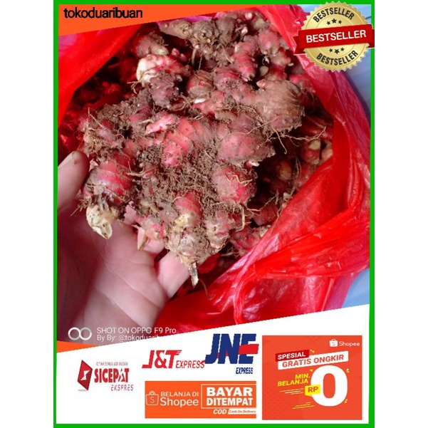 

Jahe Merah Super Tua Fress -1kg