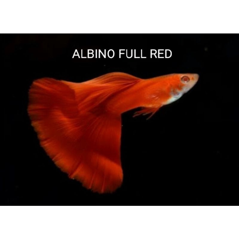 Hiasan Aquarium Guppy Albino Full Red / AFR (BIG DORSAL)