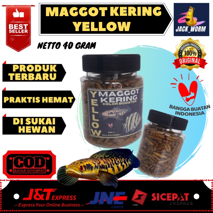 Maggot Kering Yellow Ikan Channa Maru Yellow Sentarum Auranti Limbata Pulchra Oscar Tiger Batik Albi
