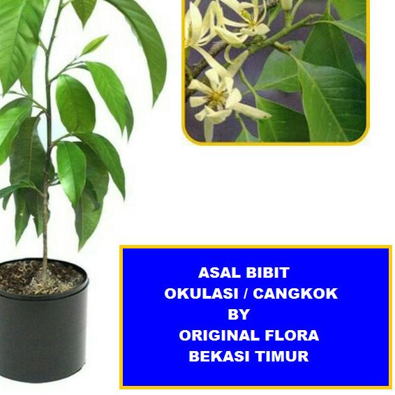 ➻ Bibit Cempaka Bibit Bunga Cempaka Bibit Kantil Bunga Kantil Putih ➬