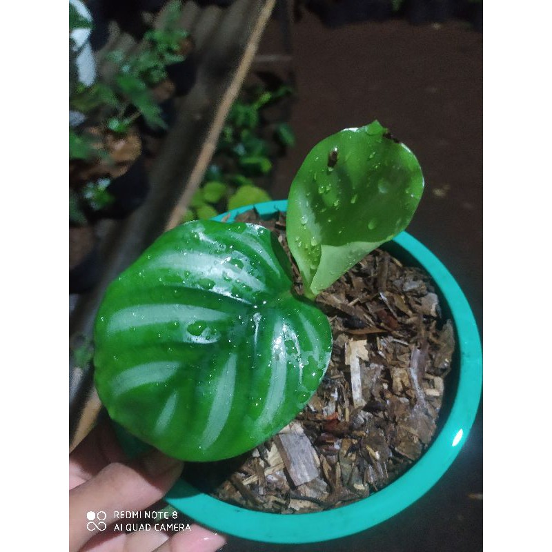PROMO tanaman hias calathea orbifolia / calathea orbifolia murah