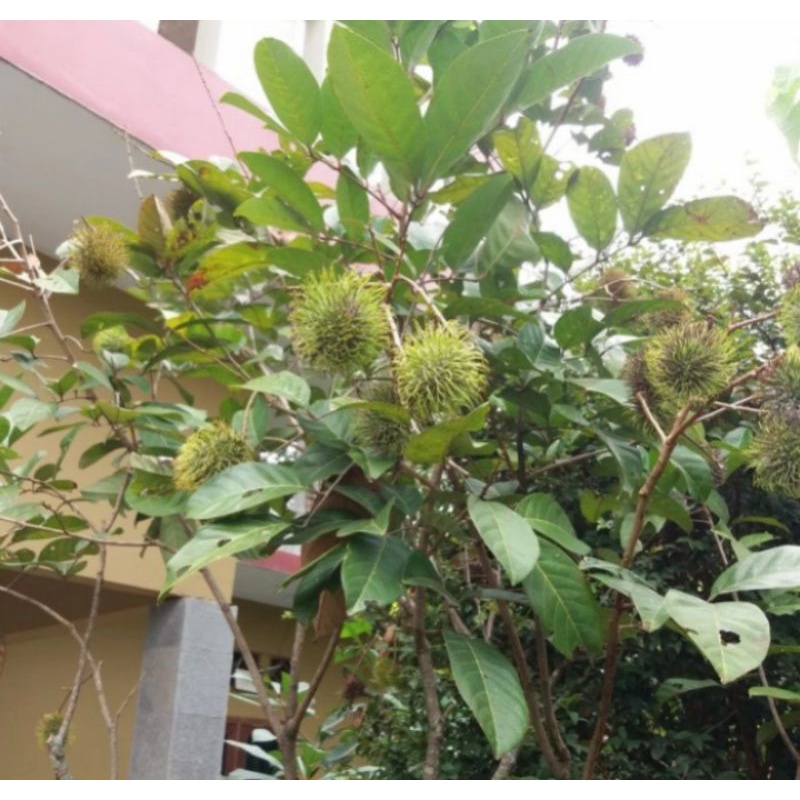 pohon buah rambutan binjai 3 meter-+ sudah berbuah