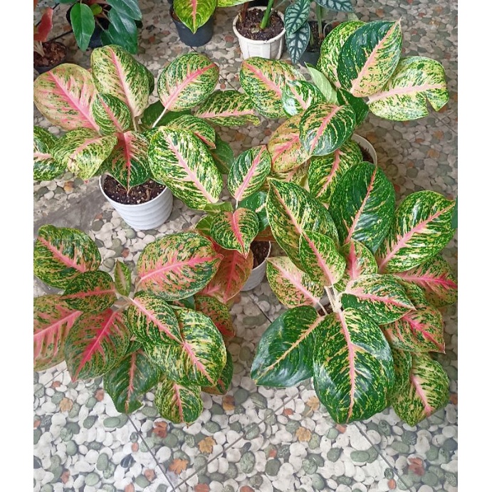 AGLAONEMA AGLONEMA BIG PAPA RUMPUN RIMBUNAN