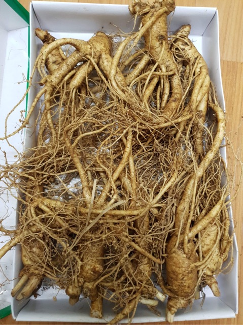 Ginseng Korea asli 100% kemasan botol isi 3