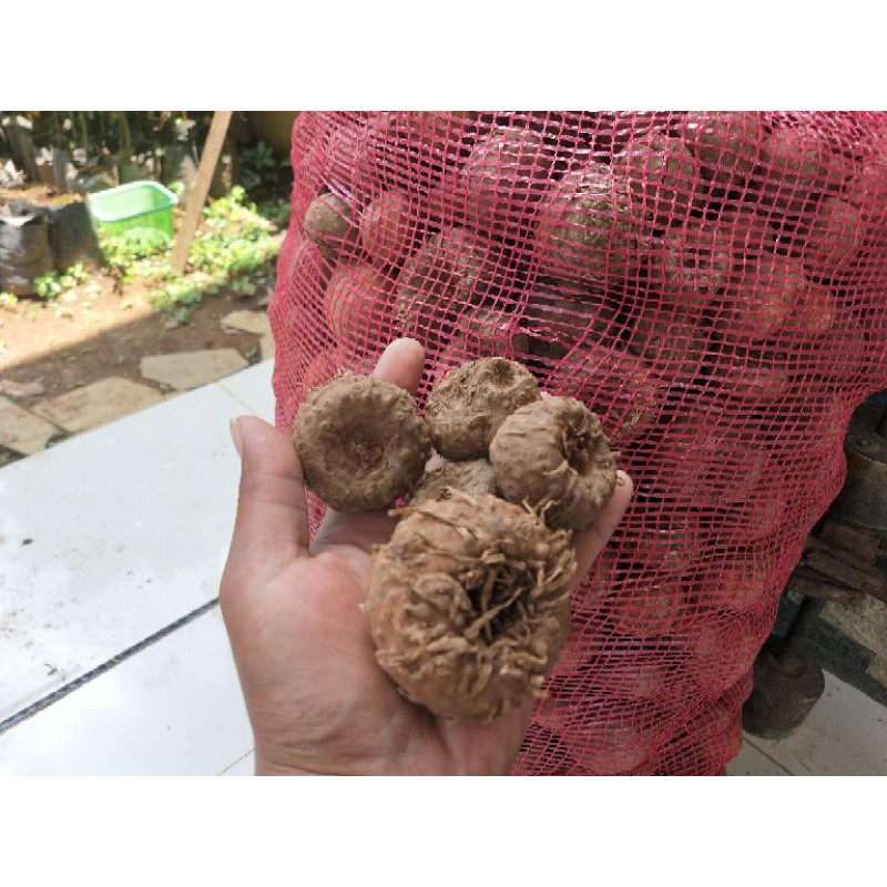 bibit umbi mini porang