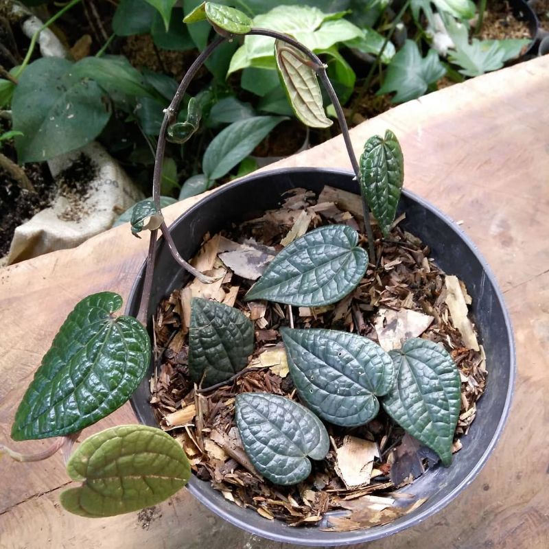 Sirih hitam asli original langka benar benar hitam